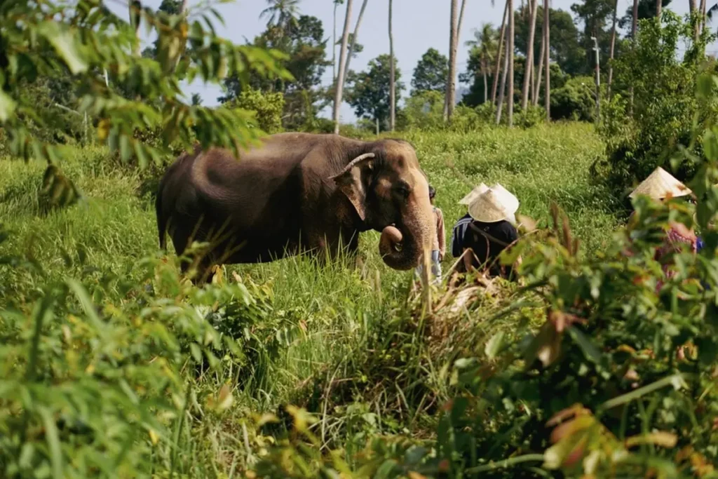 elephant jungle sanctuary, samui