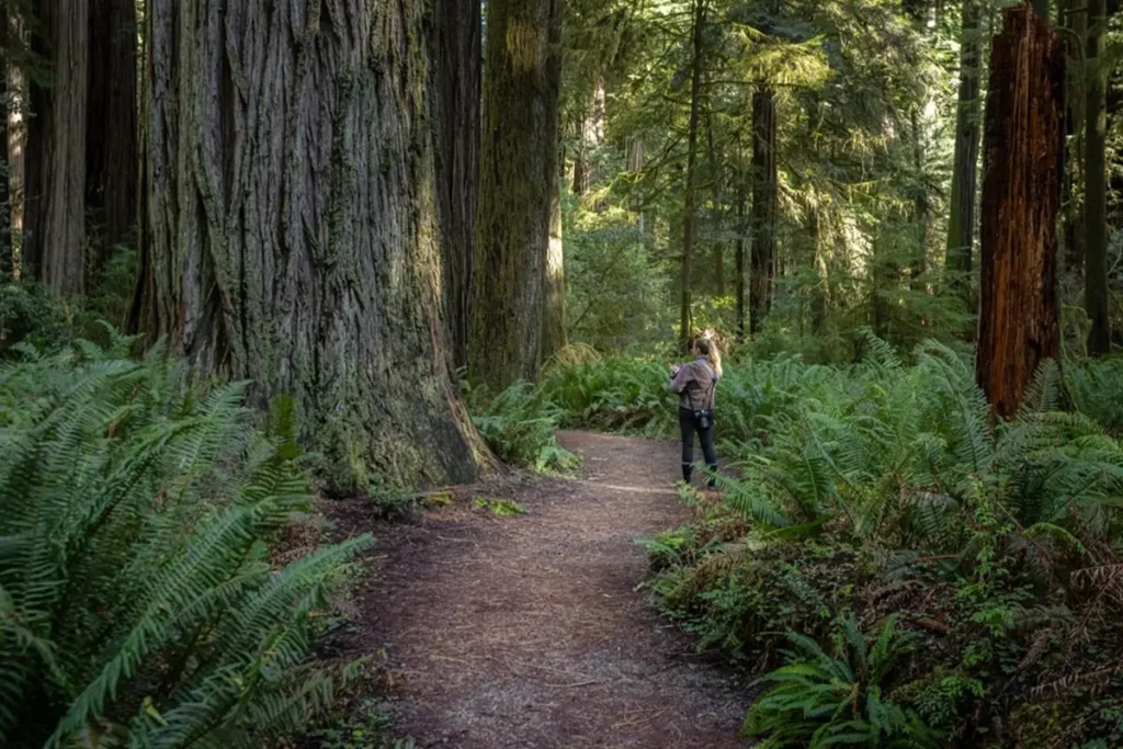 jedediah smith redwood forest national park
