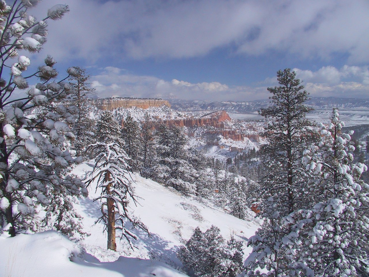 Snow-covered pine trees on the rim of Bryce Canyon after a winter storm, with snow-dusted red cliffs in the distance