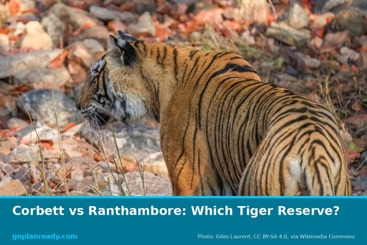 A Bengal tiger walking away over red rocks and dry leaves in Ranthambore National Park, looking back to the left, with the title Corbett vs Ranthambore: Which Tiger Reserve?