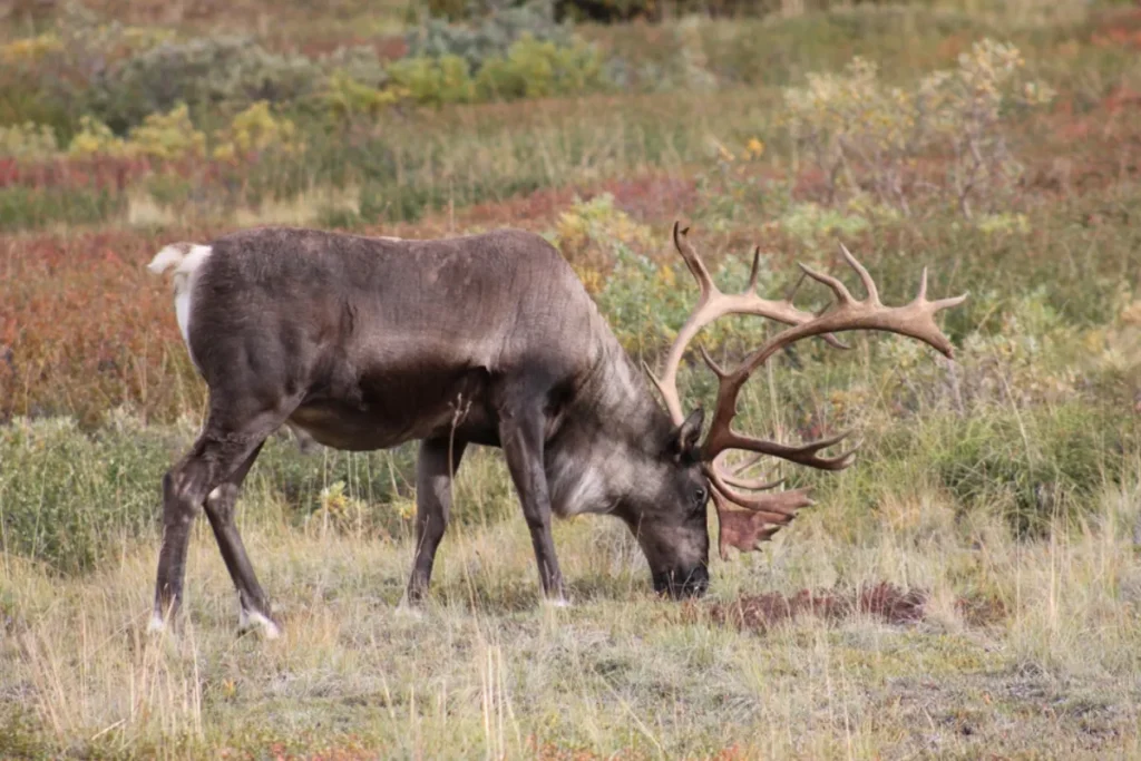 Denali National Park Wildlife