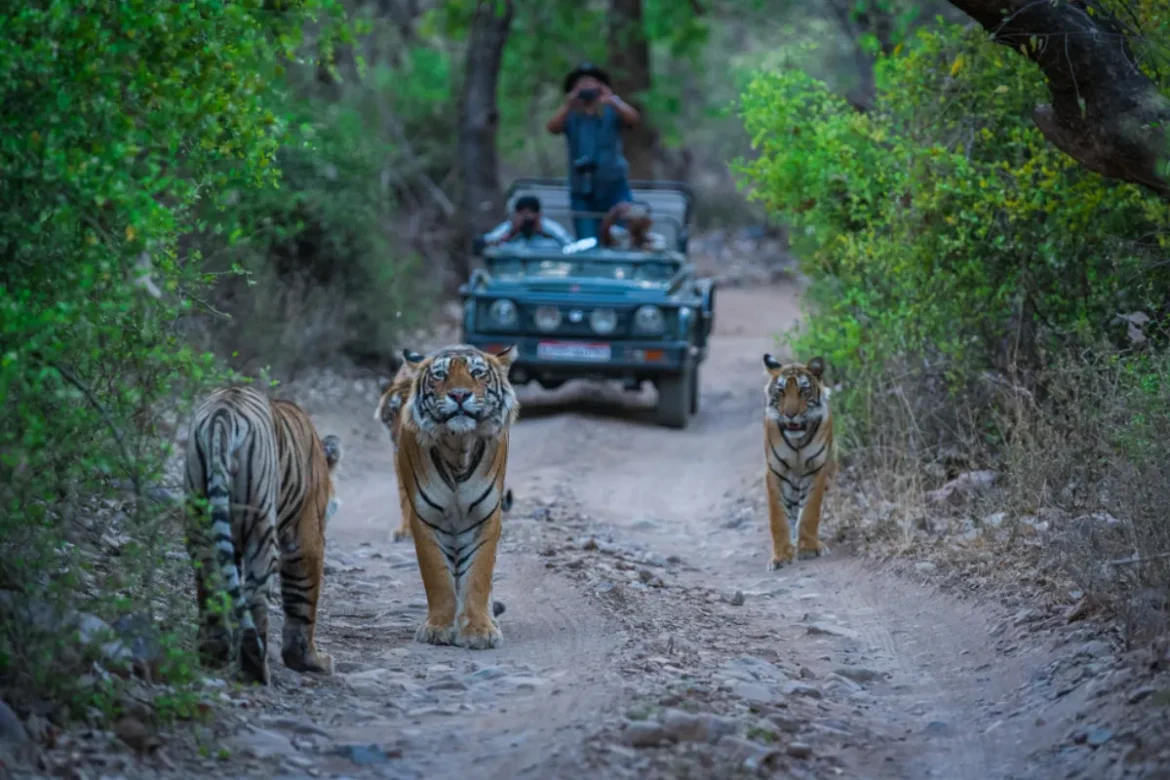 jim corbett national park ticket price