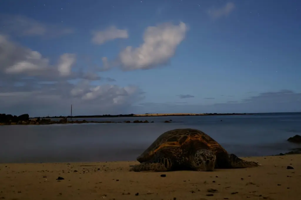 Kauai Trip Planning Tips: Must-See Trails & Beaches kauai trip planning tips night beach sea turtle