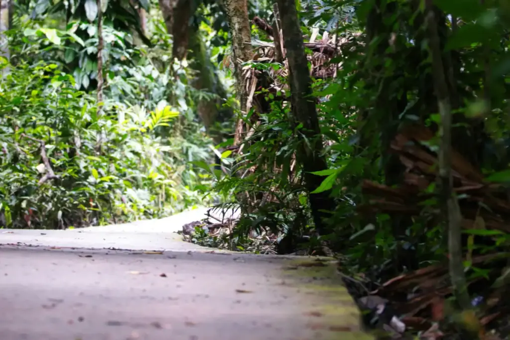 Kauai Trip Planning Tips: Must-See Trails & Beaches kauai trip planning tips tropical jungle trail