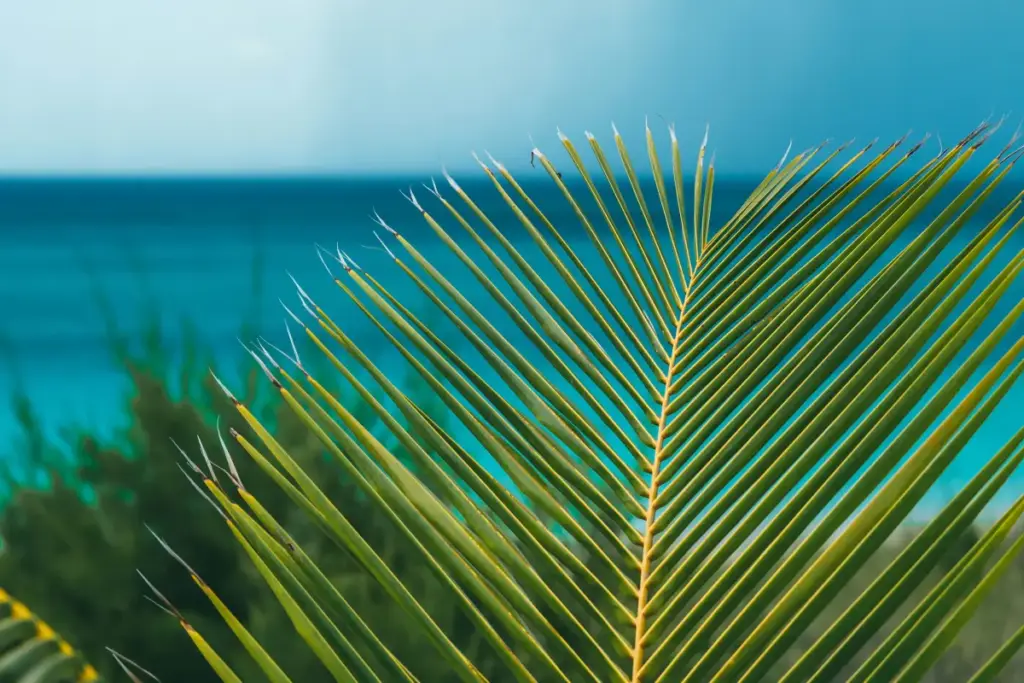 Kauai Trip Planning Tips: Must-See Trails & Beaches kauai trip planning tips with tropical palm leaves and ocean view