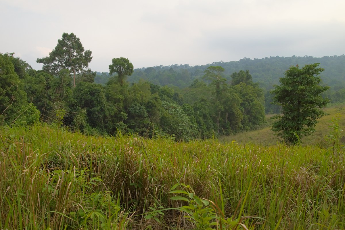 Open grassland and low hills under a blue sky in Khao Yai National Park, Thailand