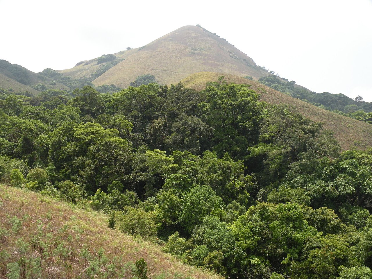 Grassy Narimale hill rising above dense evergreen forest in the Brahmagiri Wildlife Sanctuary, where the Lakshmana Tirtha begins