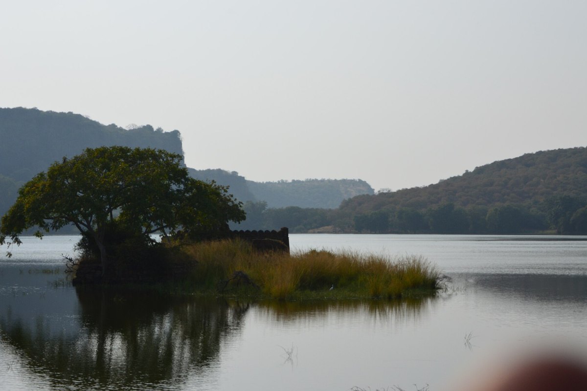 Calm Padam Talao lake in Ranthambore National Park with a tree on a grassy islet and rocky hills behind