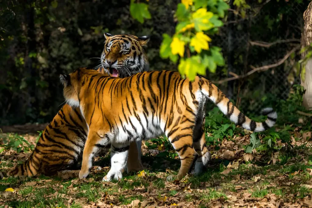 Rajiv Gandhi Zoological Park, Pune