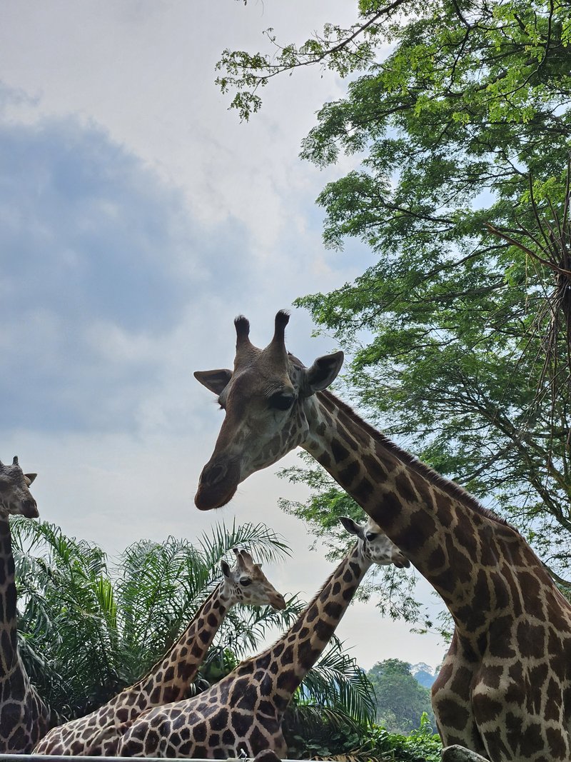 Singapore Zoo Ticket Price for Tourists, Timings and Park-Hopper Options Four giraffes with their heads raised among palms and tall trees at Singapore Zoo, one close to the camera