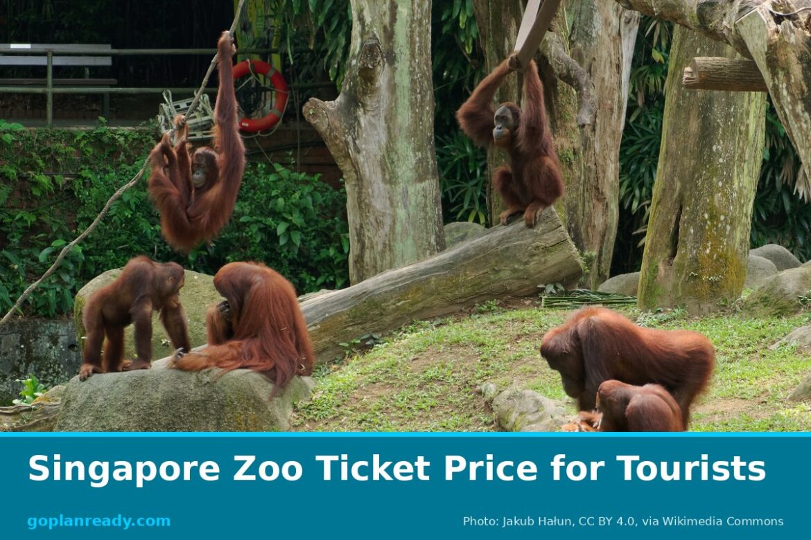 Sumatran orangutans climbing ropes and sitting on rocks and logs in their open, tree-filled exhibit at Singapore Zoo, with the title Singapore Zoo Ticket Price for Tourists