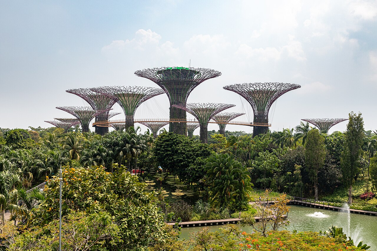 Supertree Grove at Gardens by the Bay in daytime, with the OCBC Skyway walkway between the Supertrees above a lake