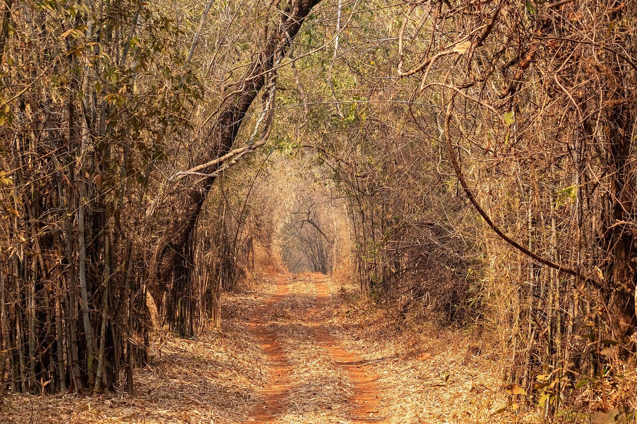 Tadoba Safari Booking Price: Gypsy Cost per Vehicle and per Person, Core vs Buffer Red-earth safari track running through a tunnel of dry bamboo forest in Tadoba Andhari Tiger Reserve