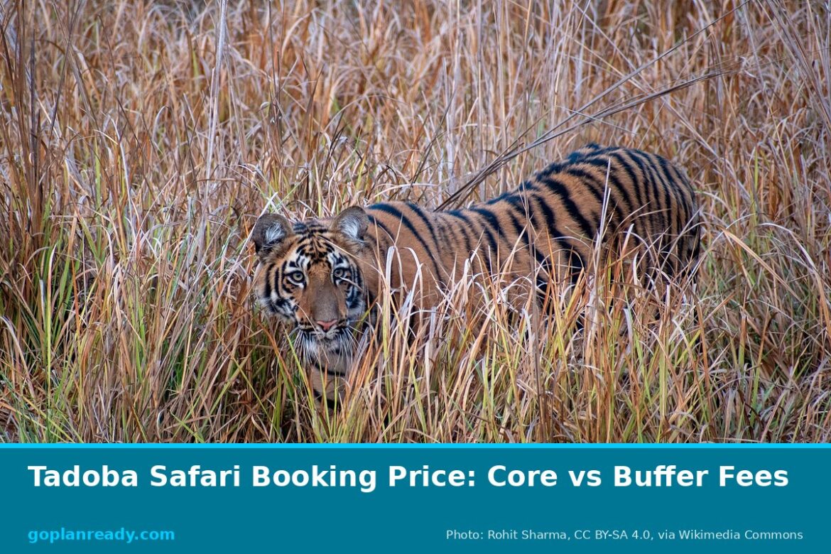 A Bengal tiger looking out from tall dry grass in Tadoba-Andhari Tiger Reserve, Maharashtra, with the title Tadoba Safari Booking Price: Core vs Buffer Fees